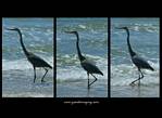 (29) heron montage.jpg    (1000x730)    247 KB                              click to see enlarged picture